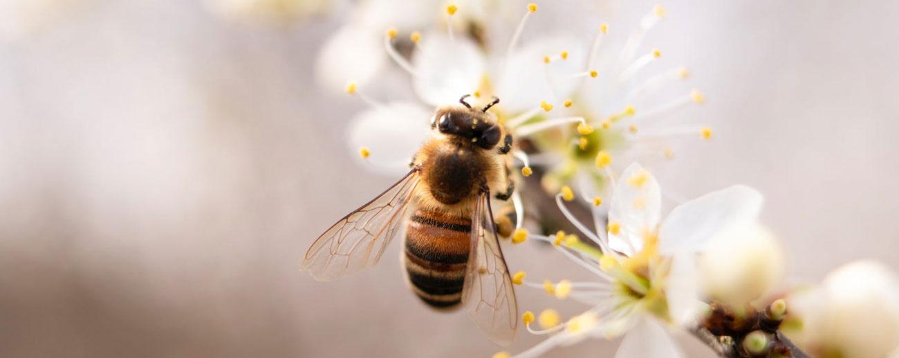La miel que producen las abejas es utilizada en muchos procesos. Es un alimento natural, sirve para curar gripes y en tratamientos de belleza.Foto: Pixabay