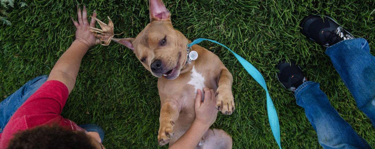 Mason es uno de los perros que fue adoptado durante la cuarentena en Estados Unidos. Foto: AFP