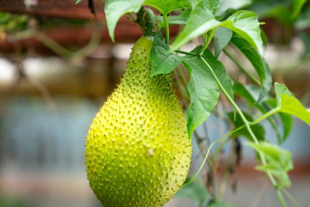 Una opción para las dietas veganas es el Jackfruit. Foto: Pexels