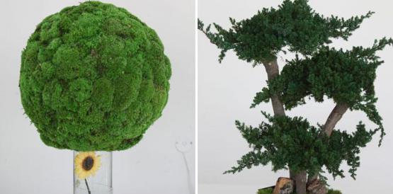 Las bolas de musgo (izquierda) se utilizan mucho en decoración de jardines y se los puede combinar. Los bonsáis (derecha) se adaptan a todos los espacios. Fotos: Julio Estrella/ Familia