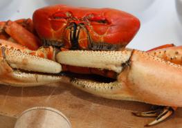 Los cangrejos rojos son los más populares para las cangrejadas. Foto: Galo Paguay / Familia